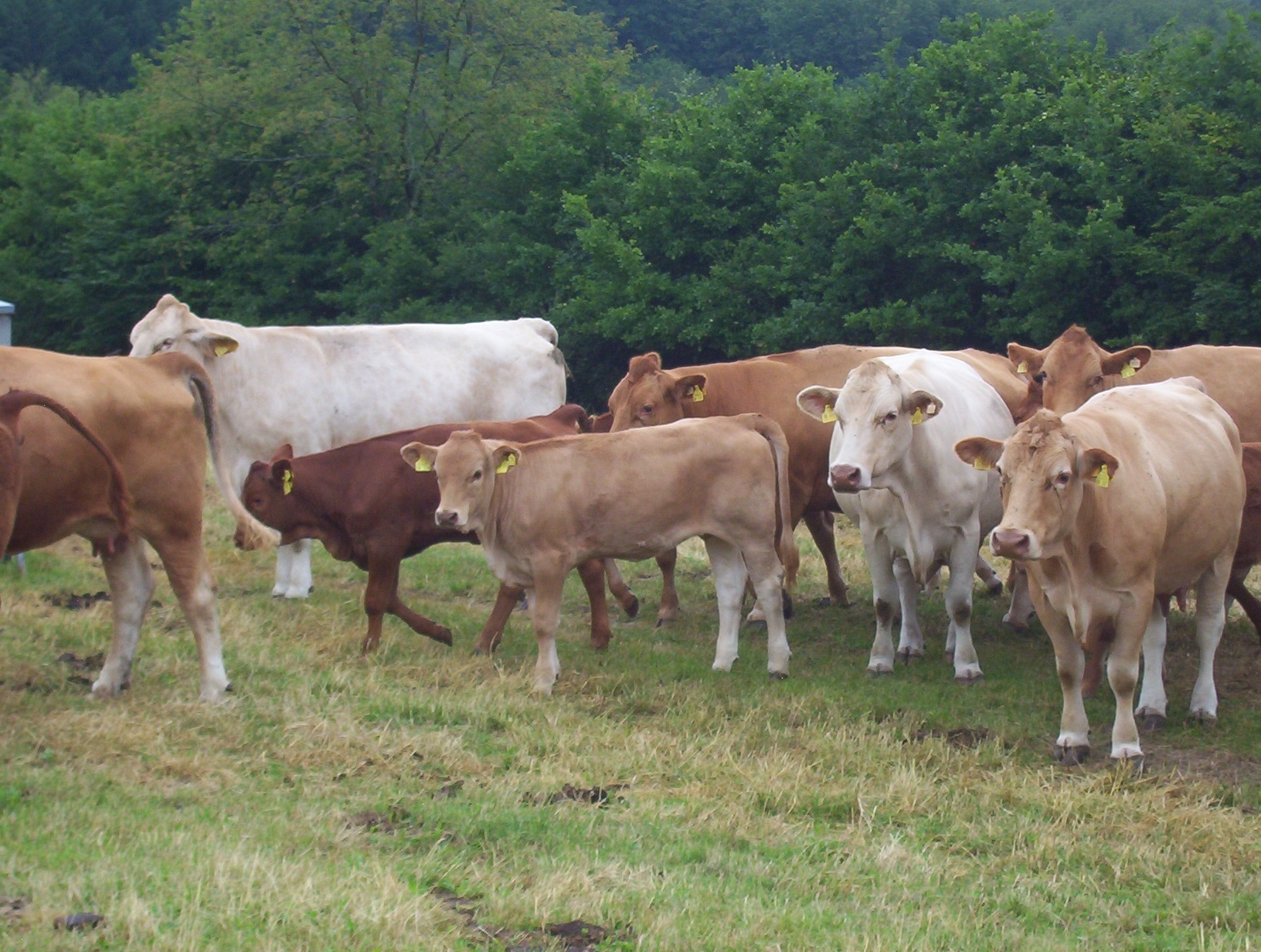 Gelbvieh (Frankenvieh)